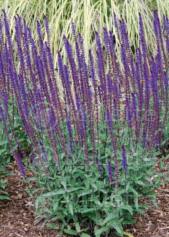 Salvia Caradonna (Sage) 11  