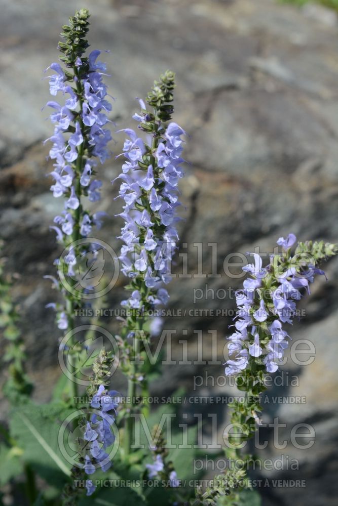 Salvia Color Spires Crystal Blue (Sage) 1  