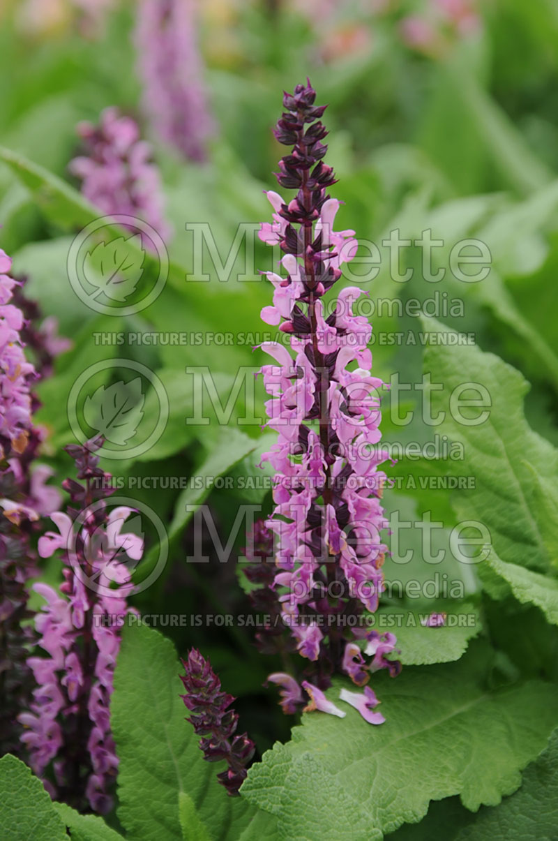 Salvia Fastbreak Deep Rose (Sage) 1  