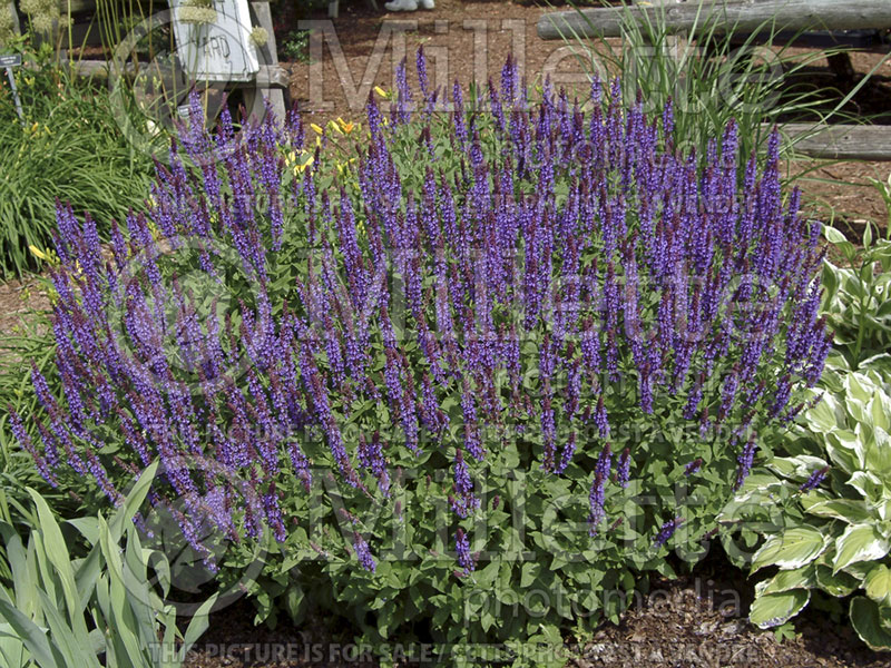 Salvia Lubeca (Sage) 1  