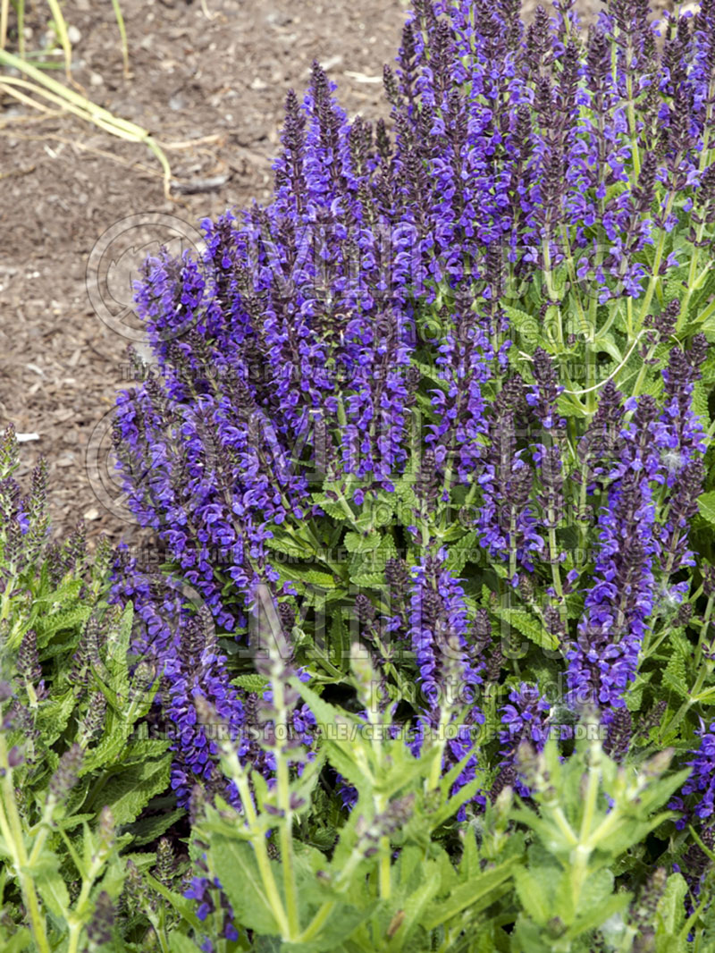 Salvia Marcus (Sage) 3 