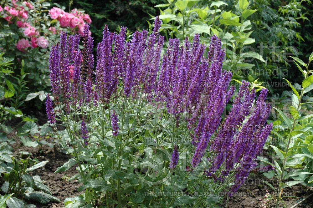 Salvia May Night ou Mainacht (Sage) 3  