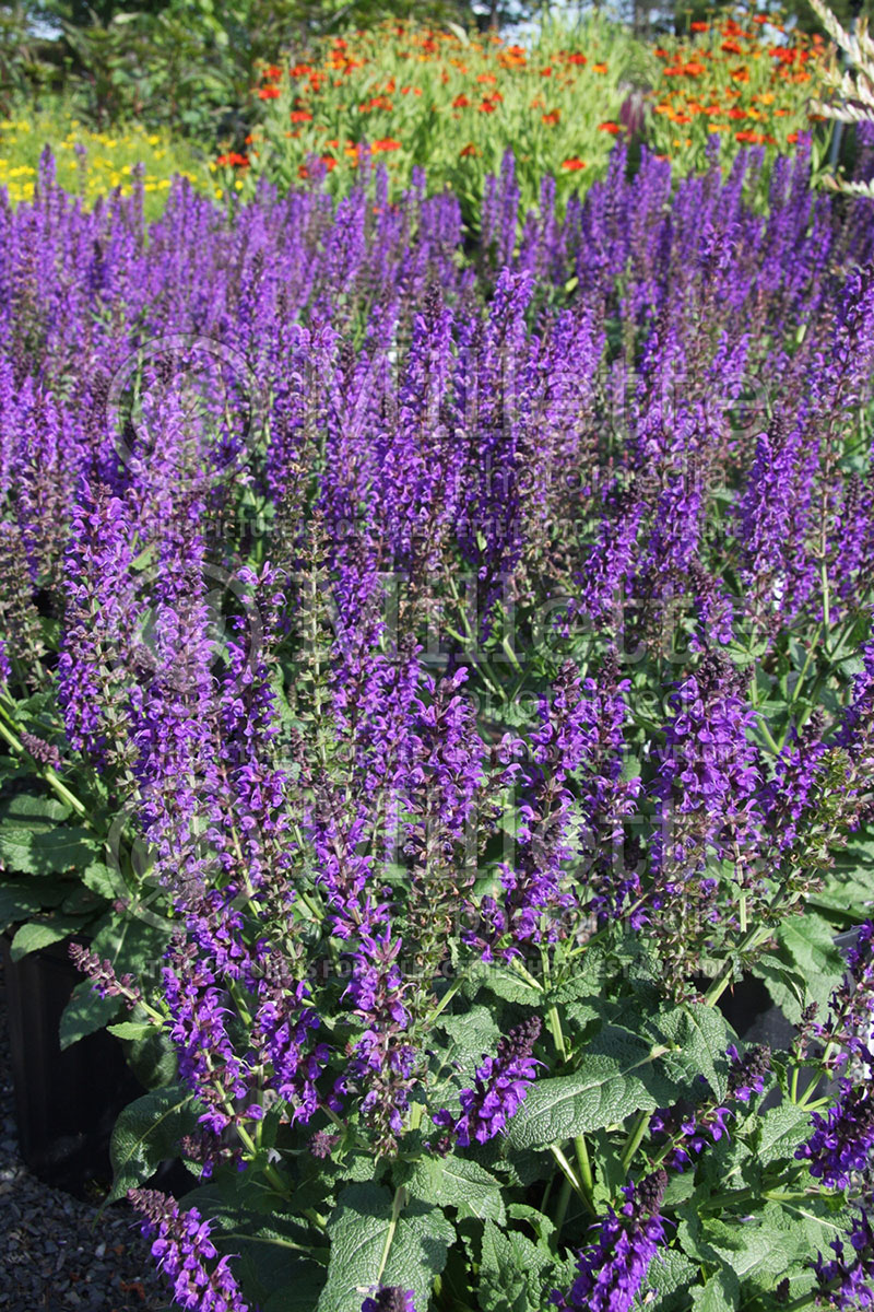 Salvia May Night ou Mainacht (Sage) 4  