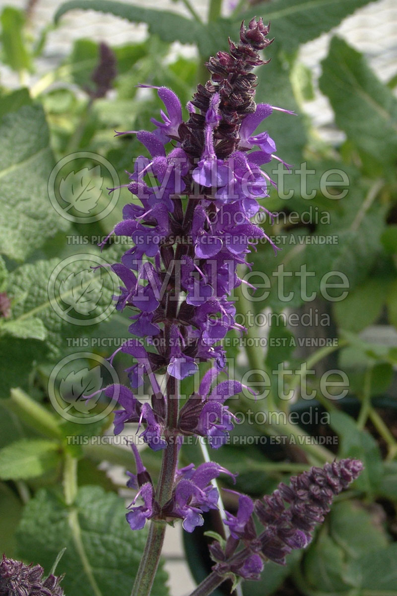 Salvia May Night ou Mainacht (Sage) 2  