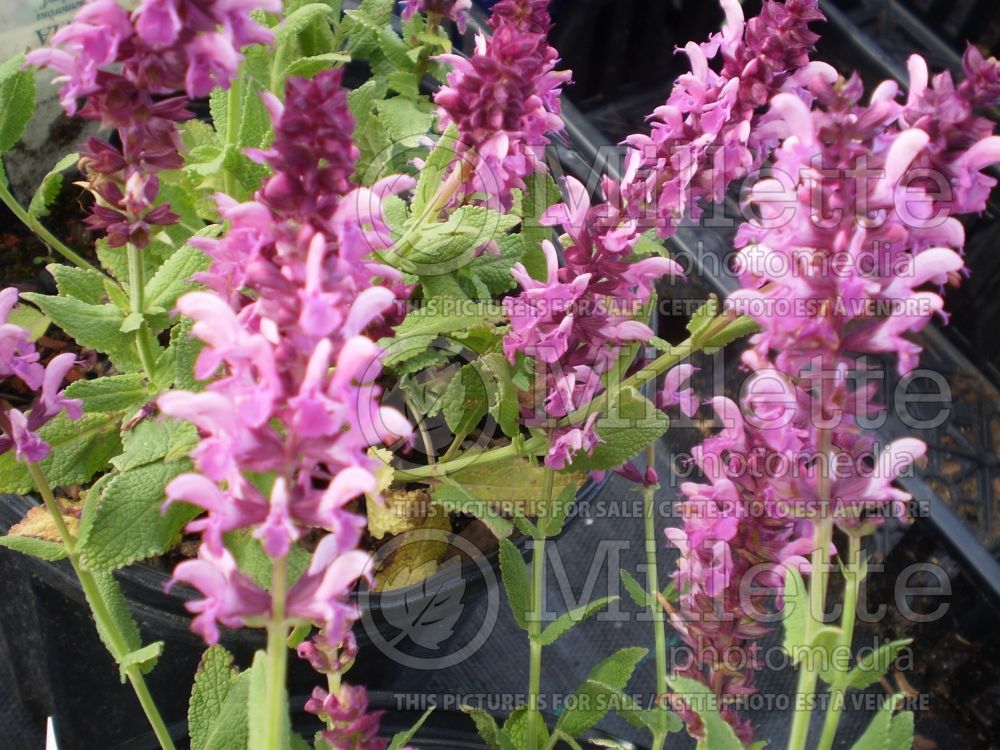 Salvia Pink Friesland (Sage)  1