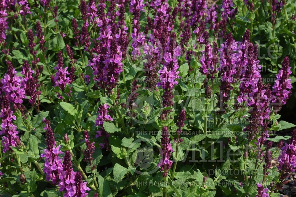 Salvia Rose Marvel (Sage) 1  