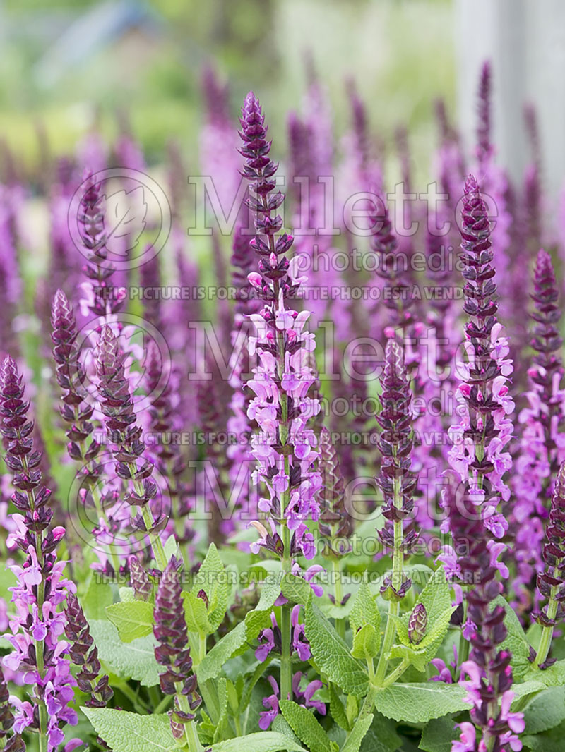 Salvia Sensation Rose (Sage) 2  