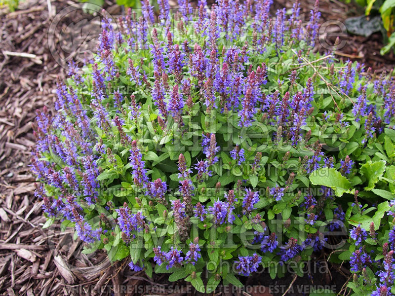 Salvia Sensation Sky Blue (Sage) 1  