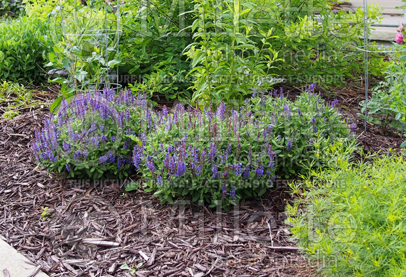 Salvia Sensation Sky Blue (Sage) 2  