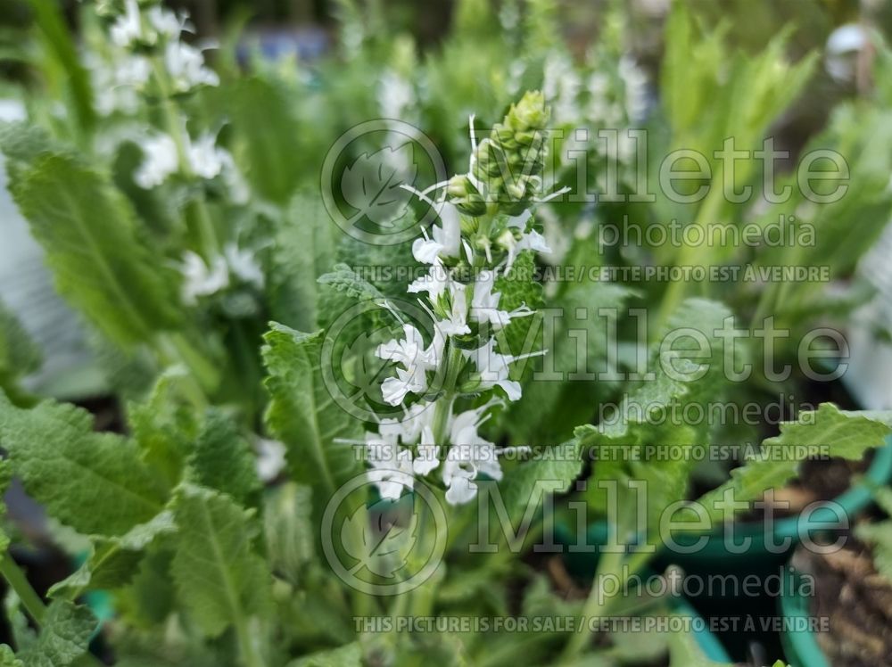 Salvia Sensation White (Sage) 3  