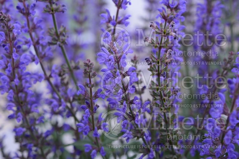 Salvia Spring King (Sage) 1  