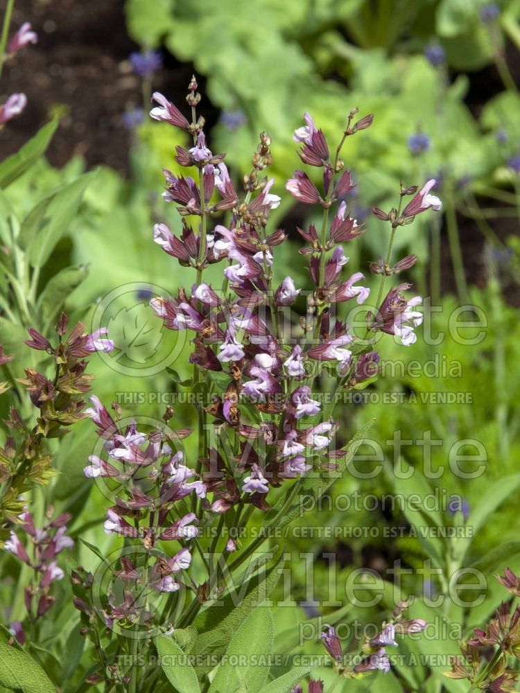 Salvia officinalis (garden sage, common sage) 3 