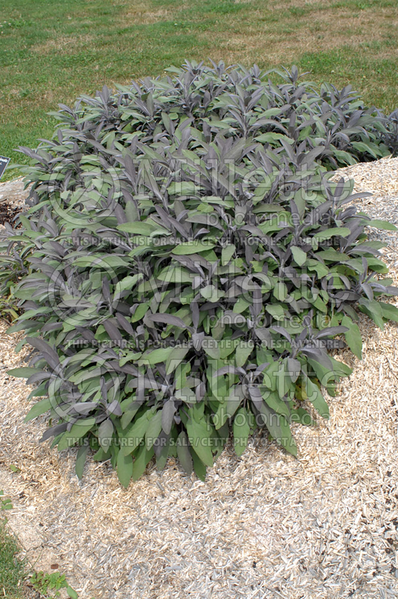 Salvia officinalis (garden sage, common sage) 2 