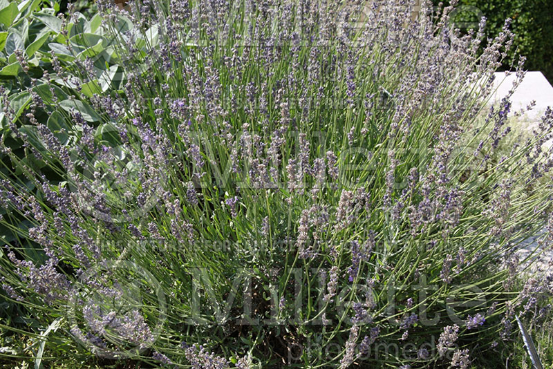 Salvia Compacta (Sage) 1 