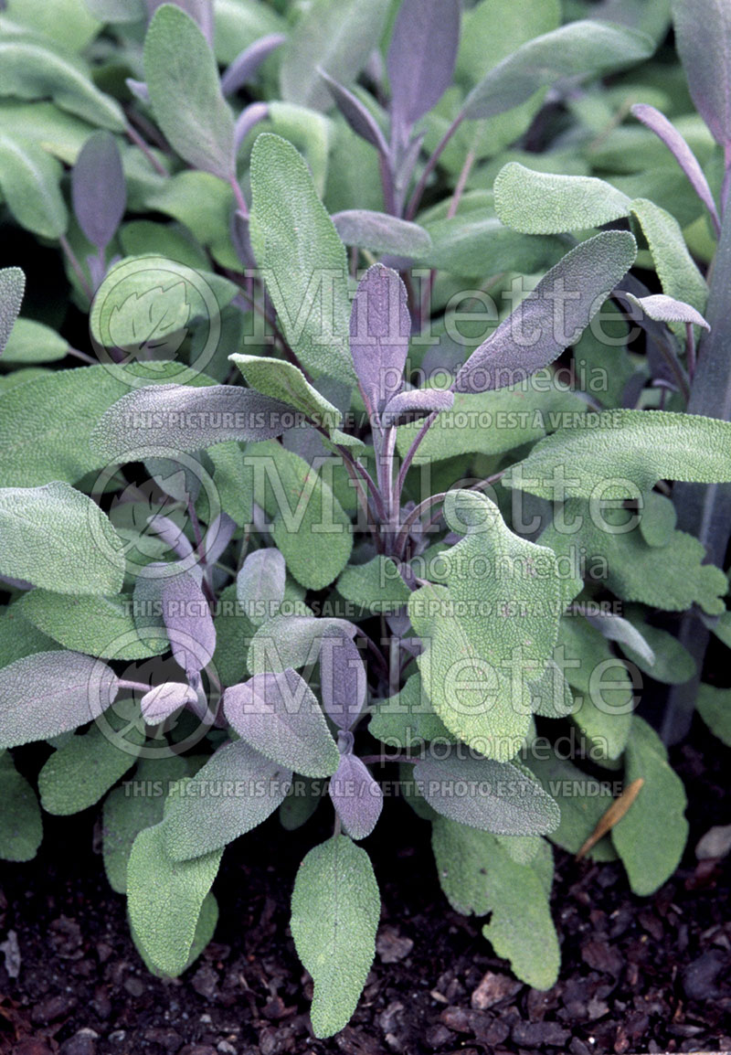 Salvia Purpurascens (Sage) 1 