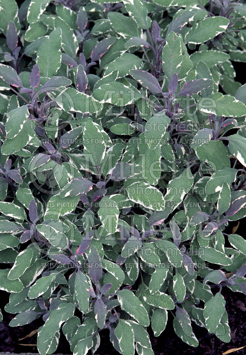 Salvia Tricolor (Sage)  1