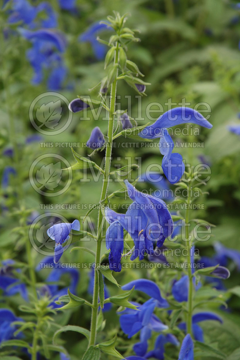 Salvia Patio Deep Blue (Gentian Sage) 1