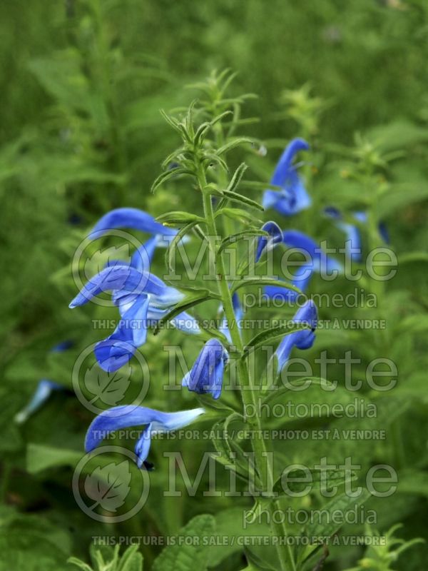 Salvia Patio Sky Blue (Sage) 1  