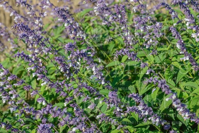 Salvia Phyllis Fancy (Sage) 2 