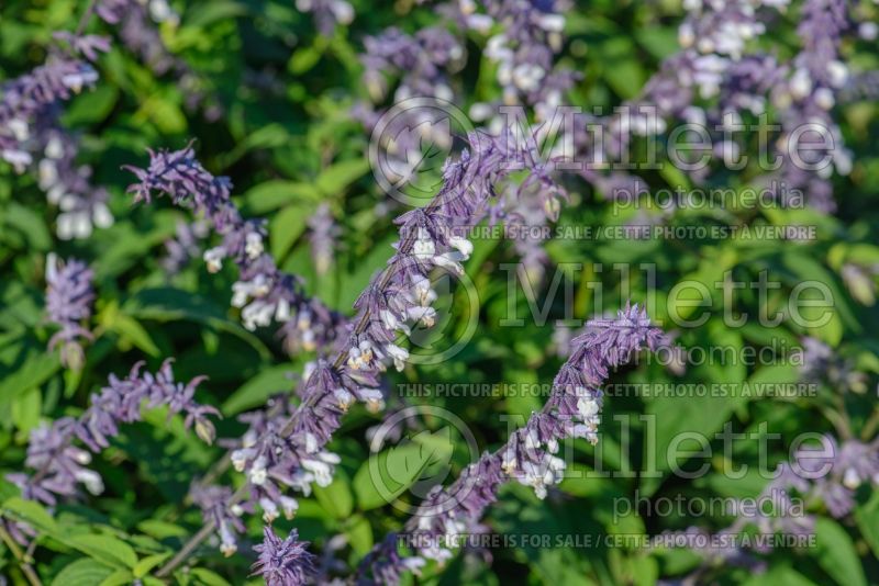 Salvia Phyllis Fancy (Sage) 3 