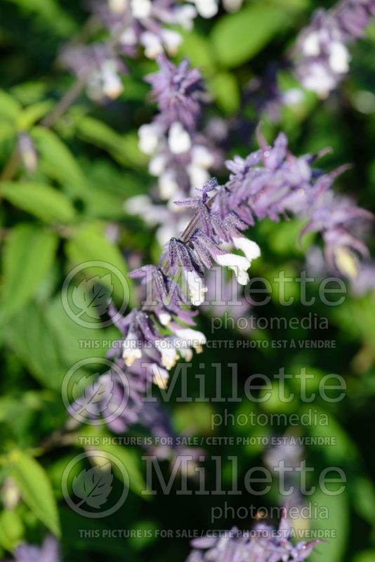 Salvia Phyllis Fancy (Sage) 4 