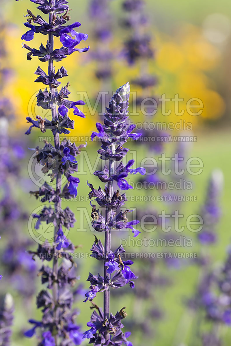 Salvia Playin' the Blues (Sage) 1  