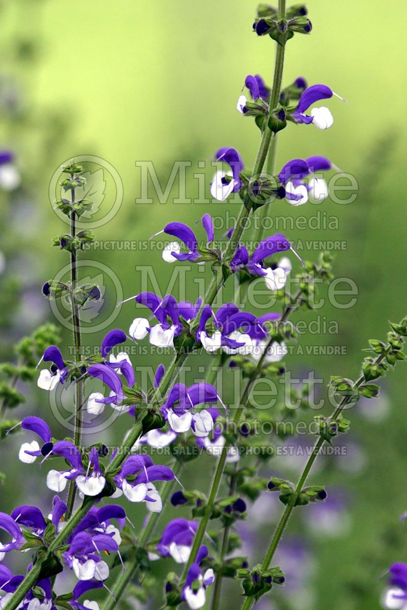 Salvia Madeline (Meadow Clary Sage)  3