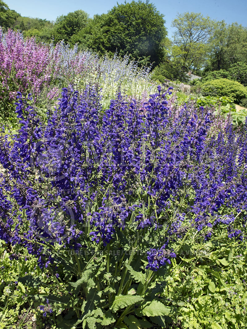 Salvia Twilight Serenade (Sage) 1  