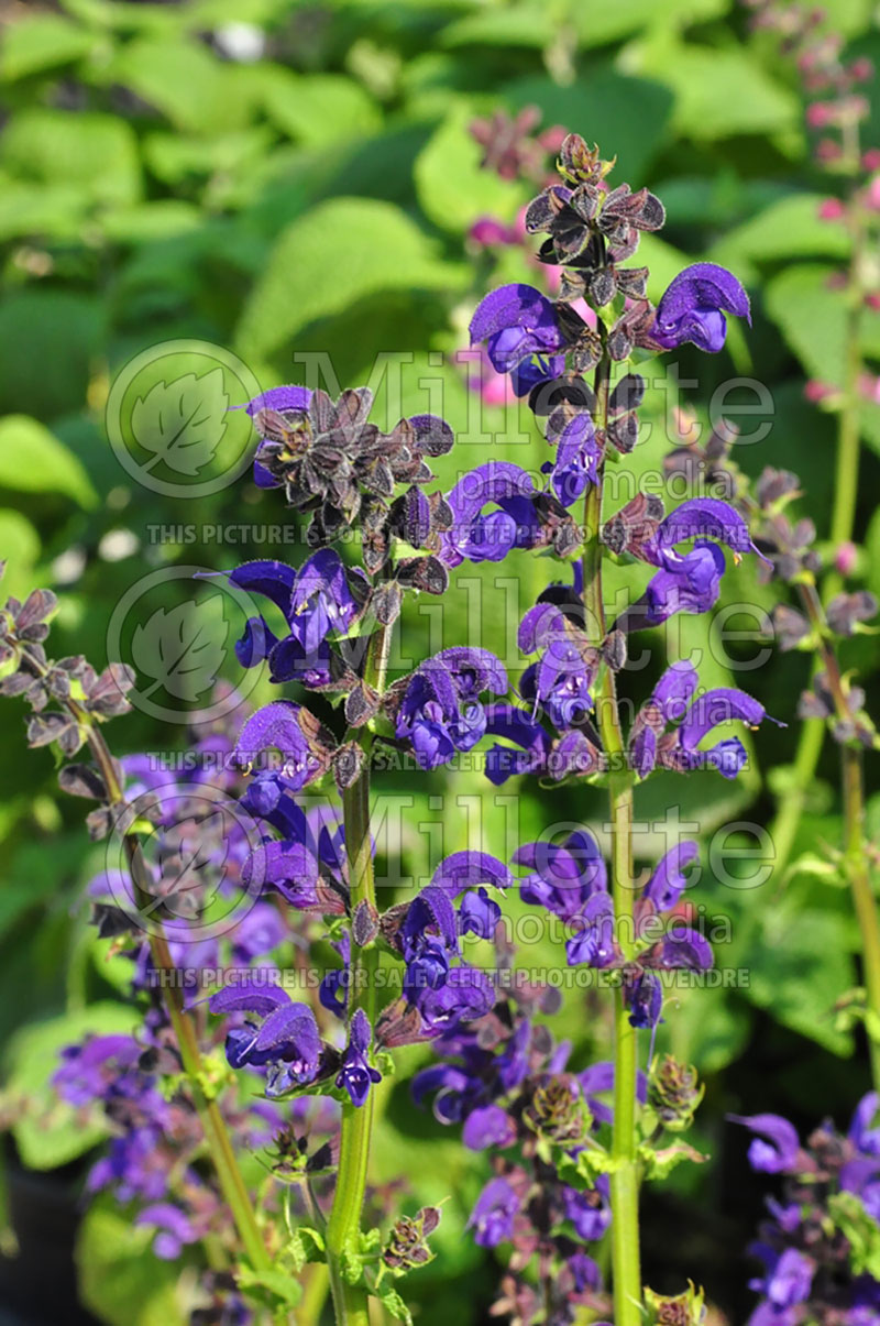 Salvia Twilight Serenade (Sage) 2  