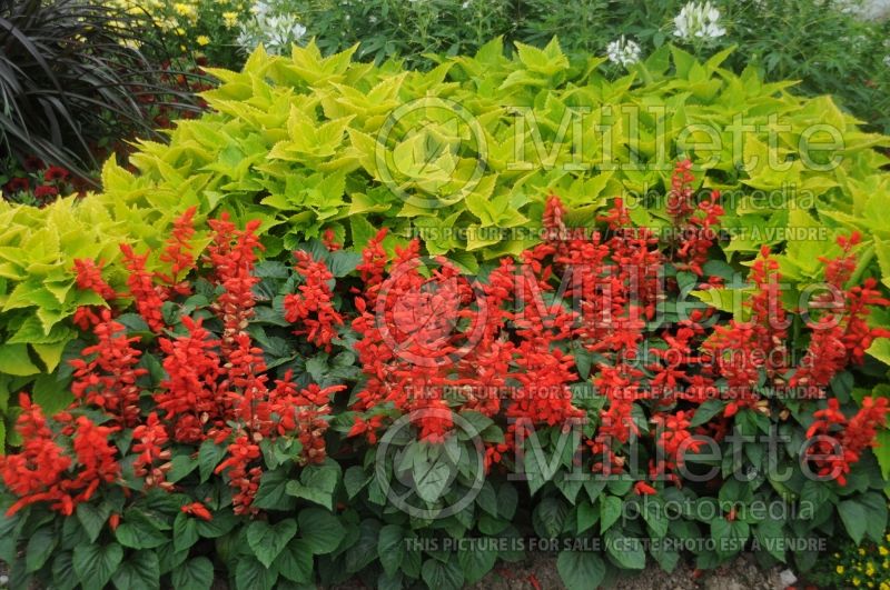 Salvia Ablazin or Tabasco (Sage) 1  