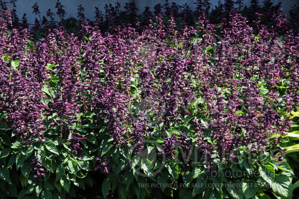 Salvia Lighthouse Purple (Meadow Clary Sage) 1 