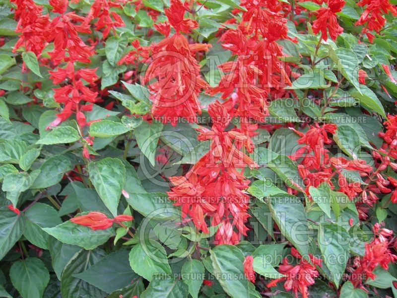 Salvia Lighthouse Red (Sage) 2  