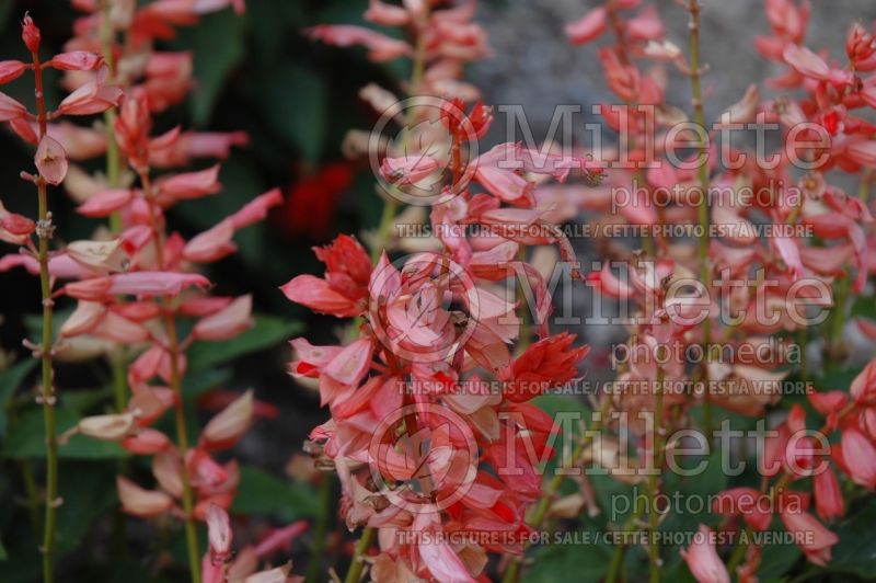 Salvia Saluti Salmon Pink (Sage) 1  