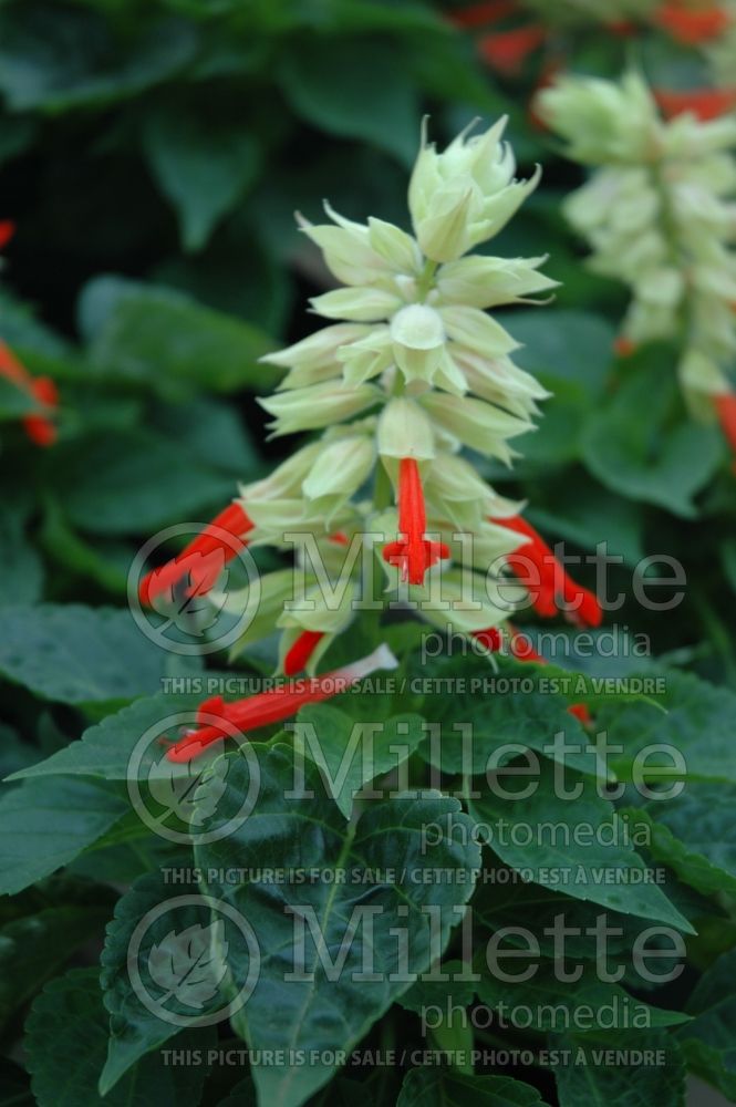 Salvia Sangria (Meadow Clary Sage) 2 