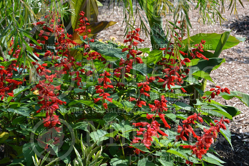 Salvia Saucy Red (Sage) 1  