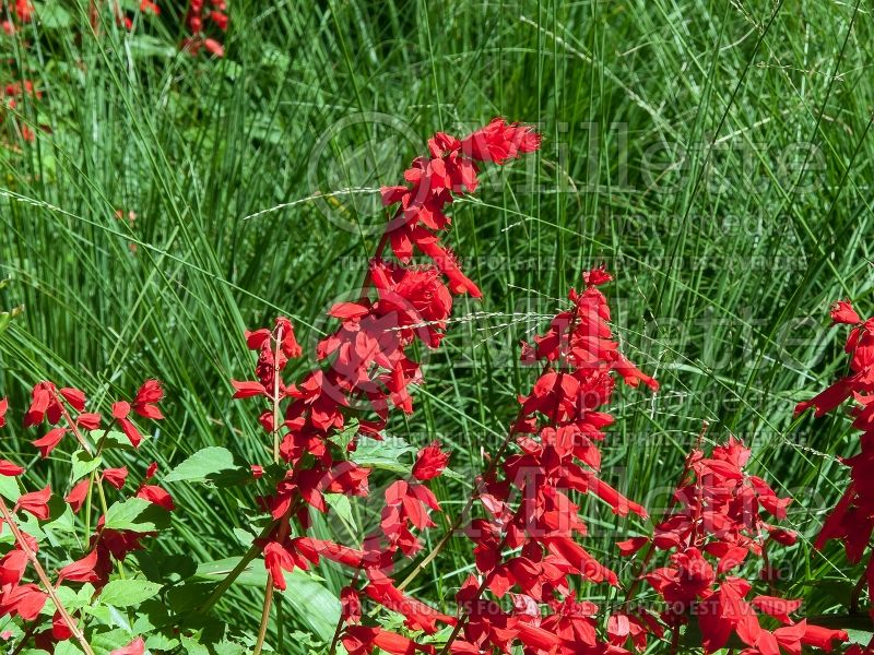 Salvia Van Houttei (Meadow Clary Sage) 1 