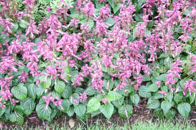 Salvia Vista Lavender (Meadow Clary Sage) 2 