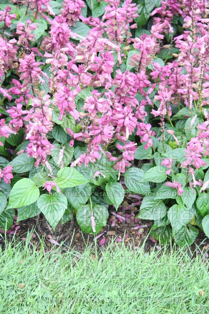 Salvia Vista Lavender (Meadow Clary Sage) 3 