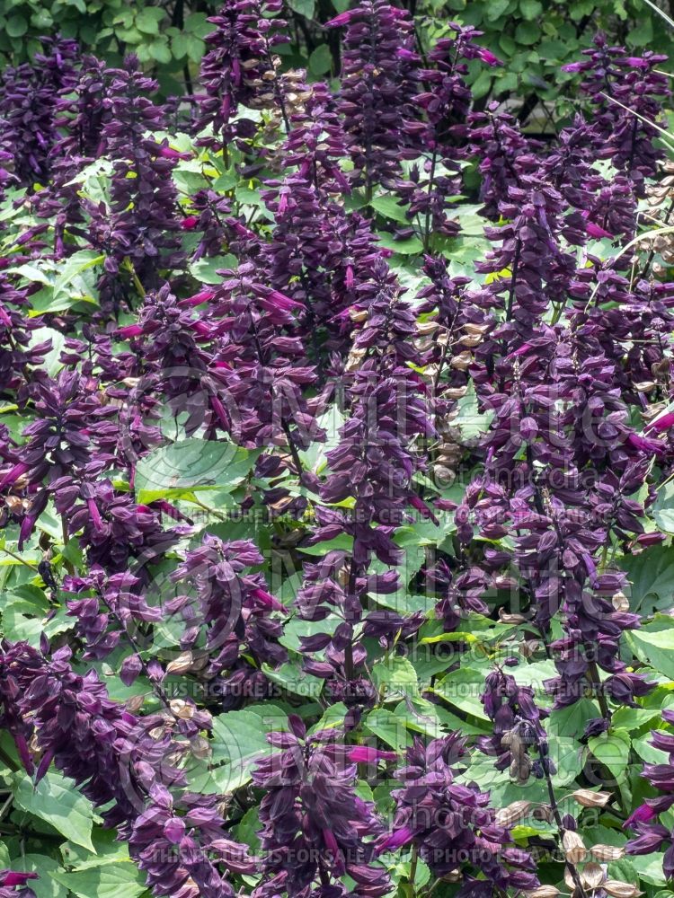 Salvia Vista Purple (Meadow Clary Sage) 1 