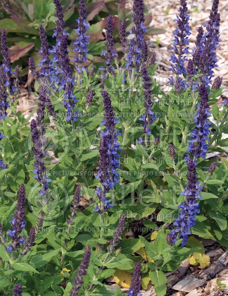 Salvia Merleau (Sage)  2