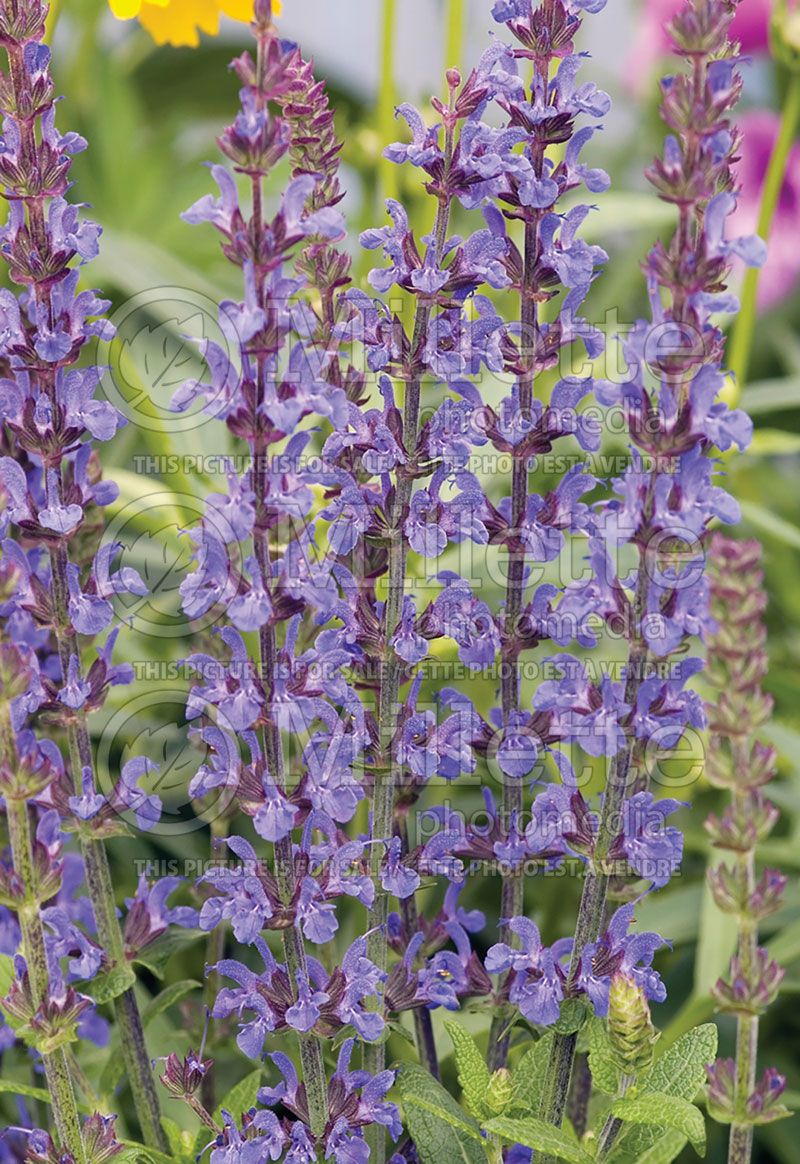 Salvia Merleau (Sage)  1