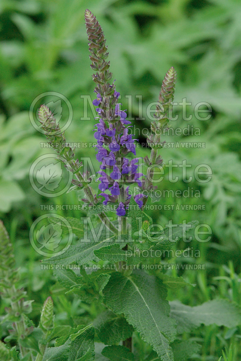 Salvia Blue Queen (Sage)  1