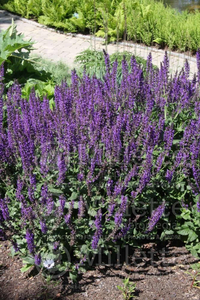 Salvia May Night ou Mainacht (Sage) 5  