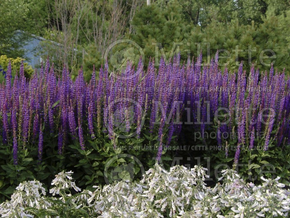 Salvia May Night ou Mainacht (Sage) 1  