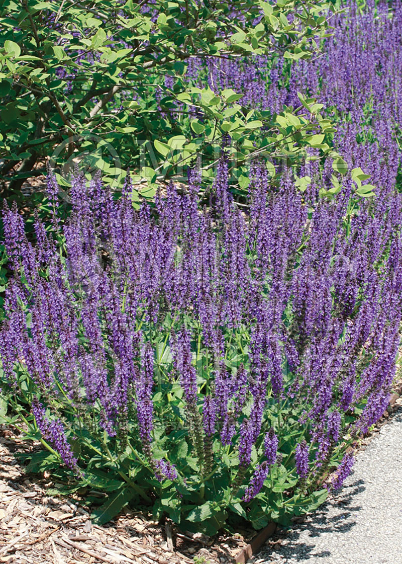 Salvia May Night ou Mainacht (Sage) 6  