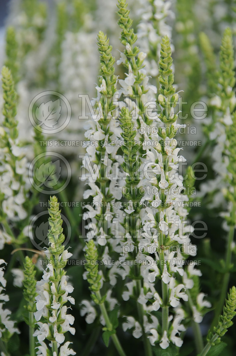 Salvia Merleau White (Sage) 2  