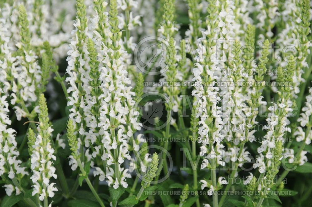 Salvia Merleau White (Sage) 1  