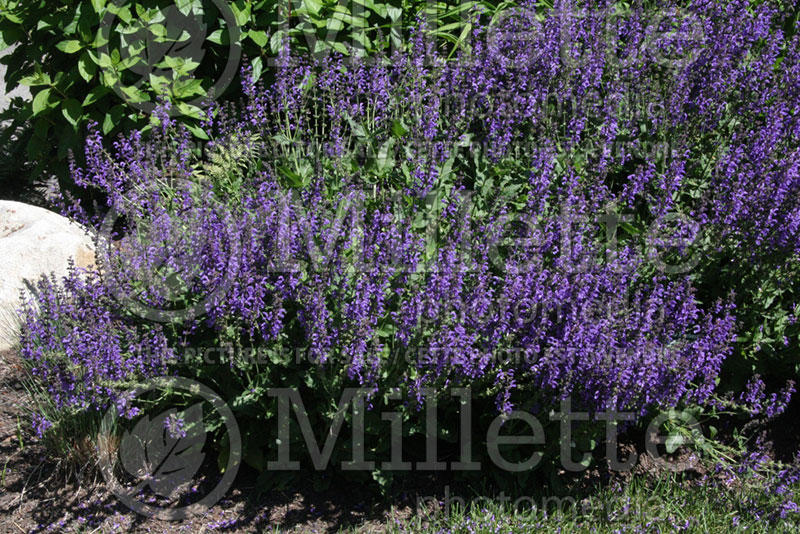 Salvia Rhapsody in Blue (Sage) 1 