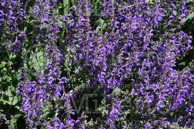 Salvia Rhapsody in Blue (Sage) 3 