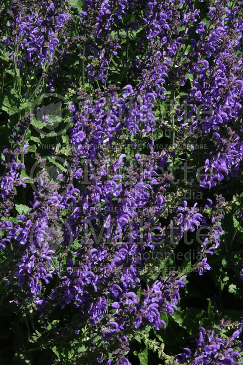 Salvia Rhapsody in Blue (Sage) 4 